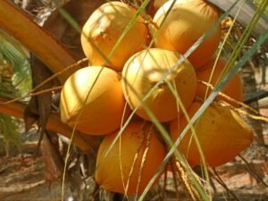Orange King Coconut Premium King Tender Coconut (Orange) - MRP : 80 (10% off)