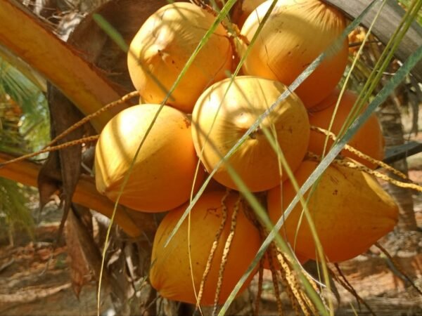 Premium King Tender Coconut (Orange) - MRP : 80 (10% off)