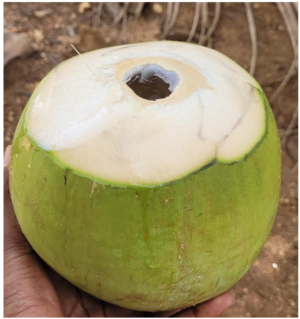 Green Tender Coconut Green Tender Coconut Premium MRP : 75 (10% off)