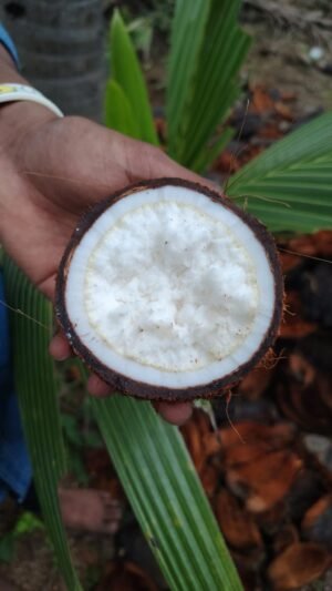 Coconut flower (sprouted) Coco Makers Coconut Sprout (1 Units) MRP : 90 (10% off)